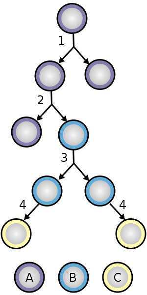 A imagem é a ilustração de uma divisão e diferenciação de células-tronco. A - Célula-tronco B - Célula progenitora C- célula diferenciada
